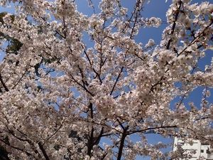 2014-03-28 14.51.44 HDR.jpg