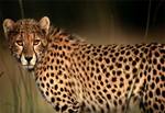 cheetah-closeup.jpg