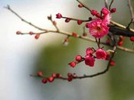 ume_edited-1.jpg